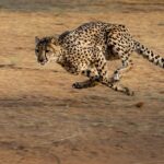 cheetah-2859581_960_720