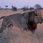 lion-673085_960_720