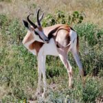 springbok-61702_1920