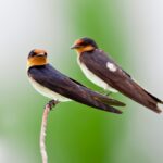 bird-2252045_960_720