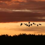 migrating-birds