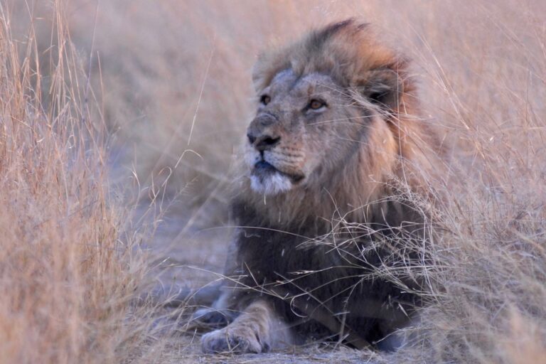 Gir National Park: The land of Asiatic lion