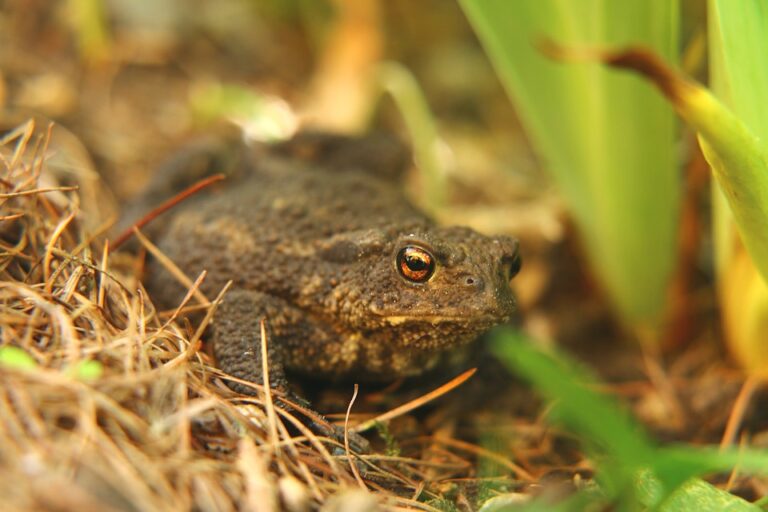 Eleven new species of rain frogs discovered in the tropical Andes