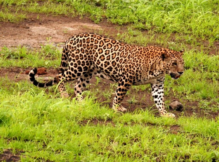 માનવીની પર્યવારણ સાથે લડાઈ: દિપડાના વસ્તી નિયત્રંણ માટેના થઈ રહ્યા છે પ્રયાસો