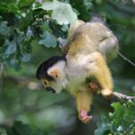 animal-world-4417948_960_720