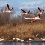 bird-3090140_960_720