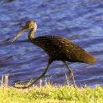 bird-4534055_960_720