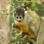 capuchin-327366_960_720