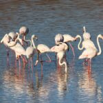 flamingo-2020692_960_720