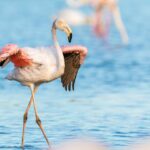 flamingo-2591522_960_720