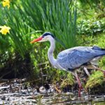 grey-heron-3300948_960_720