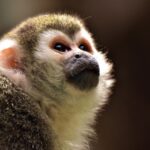 monkey-2320471_960_720
