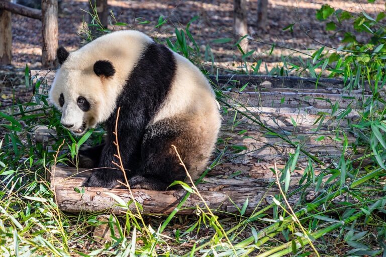 Why are giant pandas born so tiny?