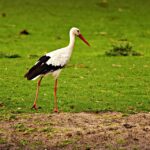 stork-3907805_960_720