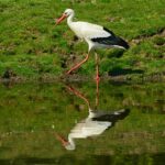 stork-4153738_960_720