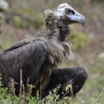 vulture-3658871_960_720