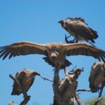 vulture-4799152_960_720