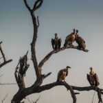 vultures-1081751_960_720