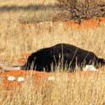 africa-1170199_960_720