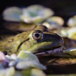 frog-3747449_960_720
