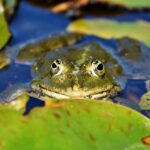 frog-4307951_960_720
