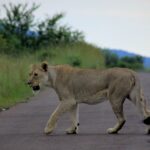 lion-4465210_960_720