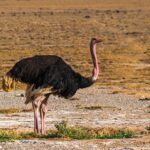 ostrich-1340635_960_720