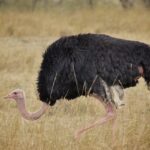ostrich-171313_960_720