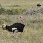 ostrich-813897_960_720