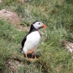 puffin-2037018_960_720