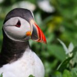 puffin-4657956_960_720