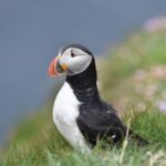 puffin-4778019_960_720