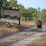 safari-935927_960_720