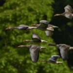 flock-of-birds-350290_960_720