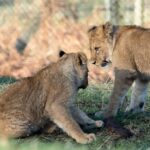 lion-cub-4781721_960_720