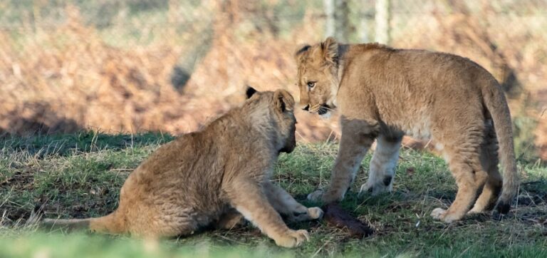 29% rise in Asiatic lion population in Sasan Gir