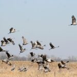 sandhill-crane-824650_960_720