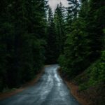 conifer-2178595_960_720