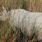 rhino-4086844_960_720