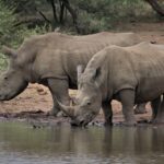 white-rhino-4555707_960_720