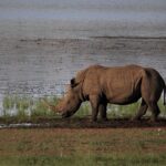 white-rhino-4649954_960_720