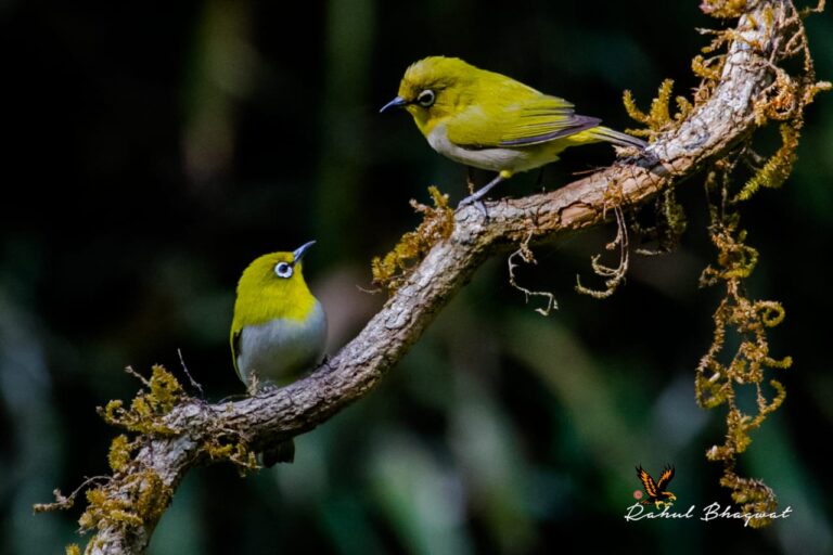 પક્ષી પ્રેમીએ રતન મહાલની બર્ડ ફોટોગ્રાફીને આધારે બનાવી પક્ષી દર્શન પુસ્તિકા બનાવી