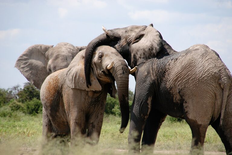 World Elephant Day: Assam is Home to the World’s Oldest Asiatic Elephant?