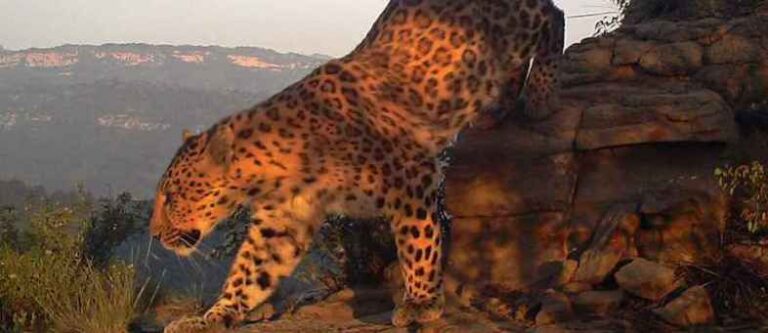 અંદાજે બે દાયકા પછી ચીનમાં લુપ્ત થઇ રહેલા દુર્લભ પ્રજાતીના દીપડા દેખાયા