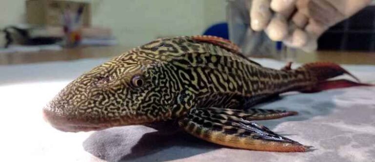 અમેરિકામાં જોવા મળતી કેટફિશ ગંગા નદીમાં મળી, વૈજ્ઞાનિકો ચિંતિત