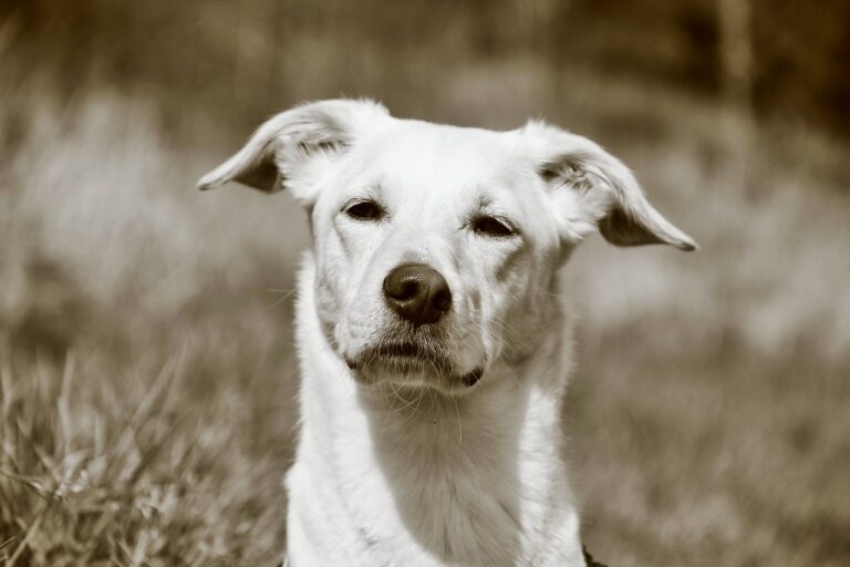 Why do dogs have cold noses?