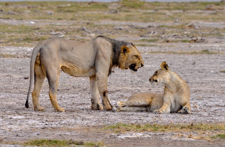 ગુજરાતના એશિયાટીક સિંહની વસ્તીમાં 29 ટકાનો વધારો