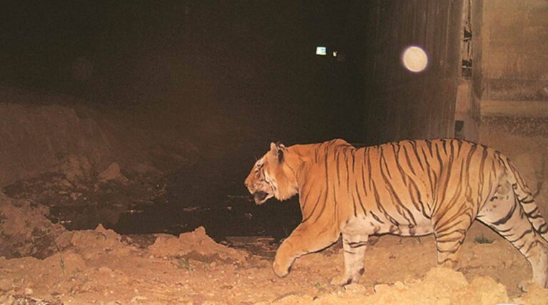 5450 wild animals of 18 species used safe underpasses for roads