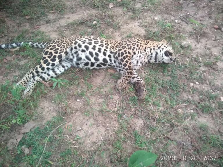 બે દીપડા વચ્ચેની ઇનફાઇટ મા નર દીપડાનું મોત, વનવિભાગે હાથ ધરી તપાસ