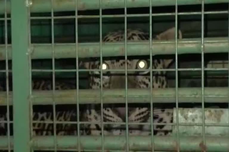 વડોદરા: ખૂંખાર દીપડો પાંજરે પુરાયો, હજુ 5થી વધુ દીપડા હોવાની આશંકા